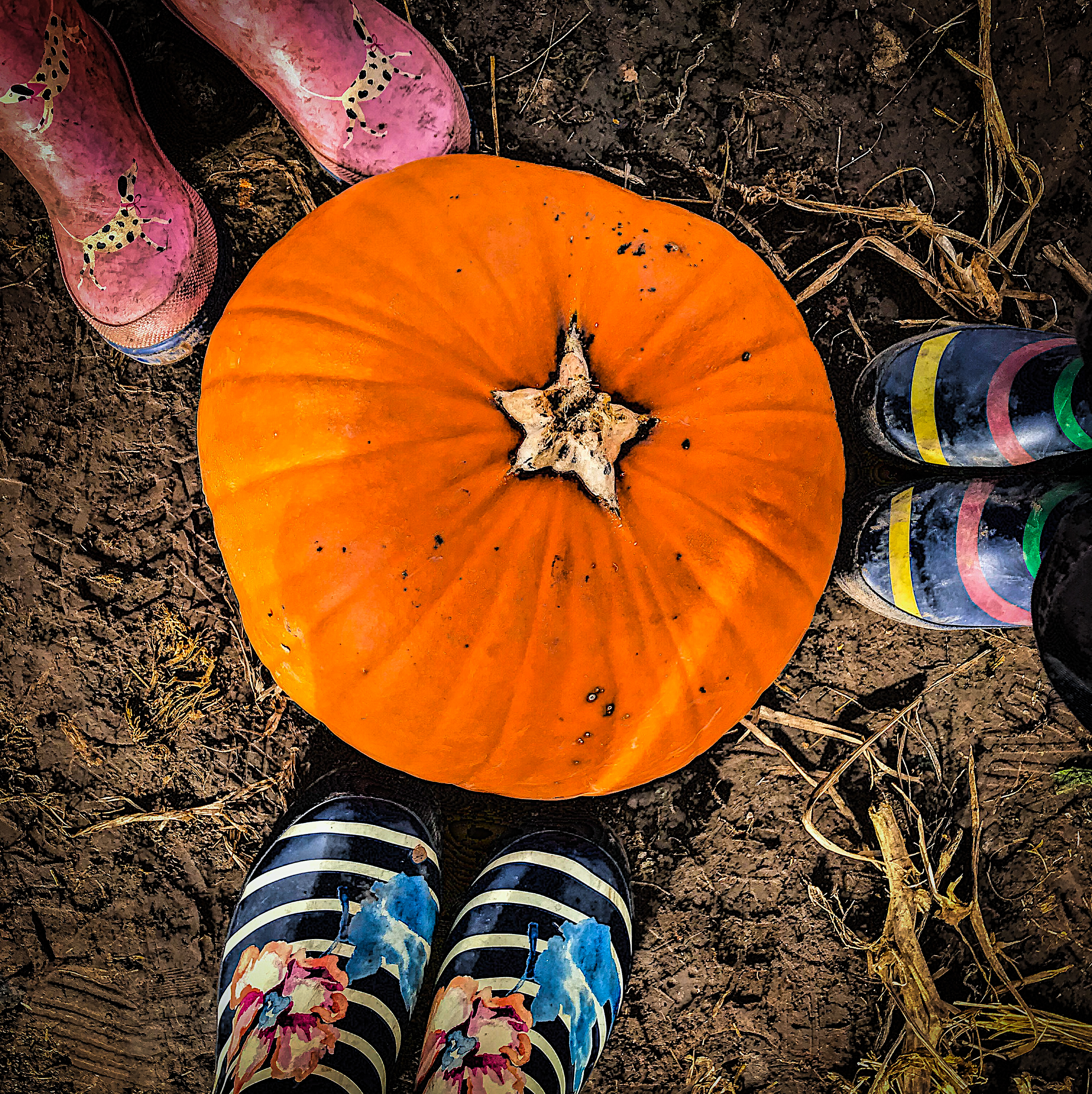 Pumpkin Picking – Maxeys Farm Shop